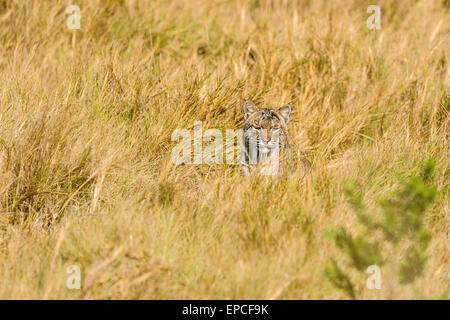 Bobcat, Lynx rufus Stockfoto