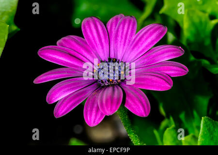 Osteospermum Stockfoto