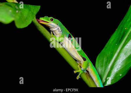 Pfau-Taggecko, Phelsuma Quadriocellata, Ranomafana, Madagaskar Stockfoto