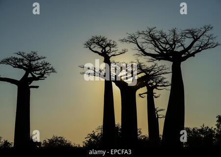 Baobab-Allee, Menabe, Madagaskar Stockfoto