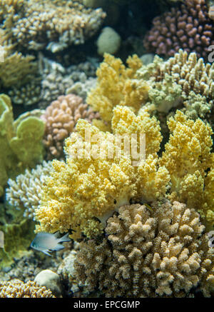 Red Sea Reef und gelb Brokkoli Koralle Stockfoto