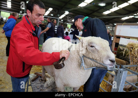 Royal Welsh Frühling Festival, Builth Wells, Powys, Wales, UK 16. Mai 2015. Landwirt Dylan Williams von Aberaeron Verwendungen hand Clipper klingen um den Wollmantel auf seine Southdown Ram vor dem Eintritt in die Schafe für die Beurteilung zu trimmen. Stockfoto