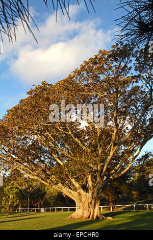 Ein Feigenbaum Moreton Bay im Centennial Park, Sydney Stockfoto