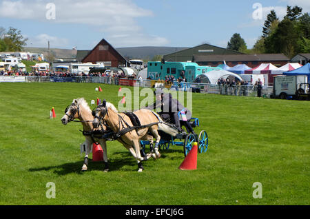 Royal Welsh Frühling Festival Builth Wells, Powys, Wales, UK Mai 2015. 1. Tag des Festivals enthalten die Vorrunden des Wettbewerbs huschen fahren mit Teams von zwei Rennen rund um die Outdoor-Showground in der Nachmittagssonne. Stockfoto