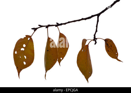 Autumn Leaves Isolated on White als Gestaltungselement Stockfoto