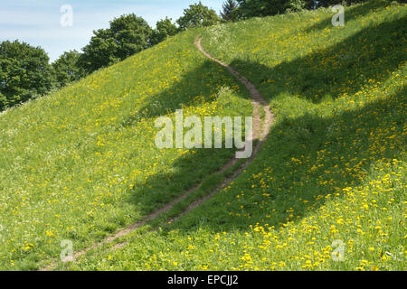 Trail durch eine friedliche Wiese mit Wildblumen im Frühjahr Stockfoto