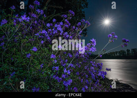 Rhododendron-Blüten über den Katun-Fluss im Mondlicht. Altai-Gebirge, Sibirien, Russland Stockfoto