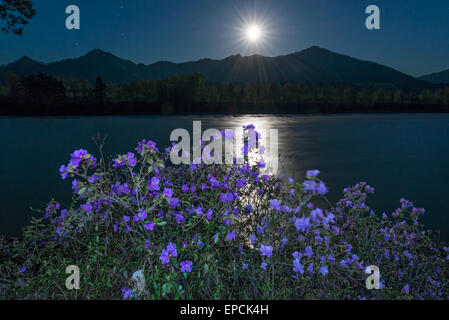 Rhododendron-Blüten über den Katun-Fluss im Mondlicht. Altai-Gebirge, Sibirien, Russland Stockfoto