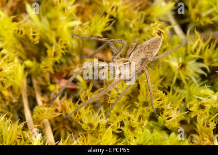 Baumschule Web Spider, Pisaura Mirabilis, eine Jagd Spinne.  Cumbria Stockfoto