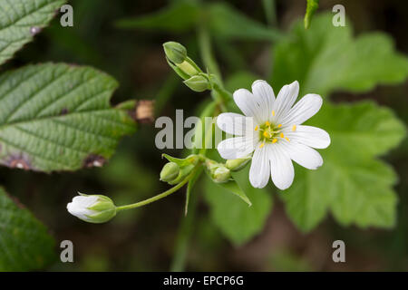 Größere Stitchwort, Stellaria Holostea, Derbyshire, Mai Stockfoto