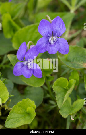Gemeinsamen Hund-Violet, Viola Riviniana, Derbyshire Stockfoto