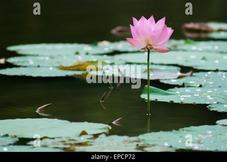 Indischen Lotus (Nelumbo Nucifera) Botanischer Garten Bogor, Indonesien. Stockfoto