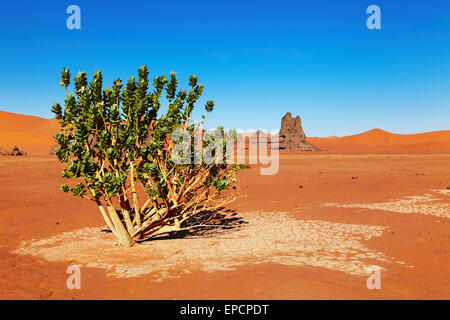 Einzigen Baum in die Wüste Sahara, Algerien Stockfoto