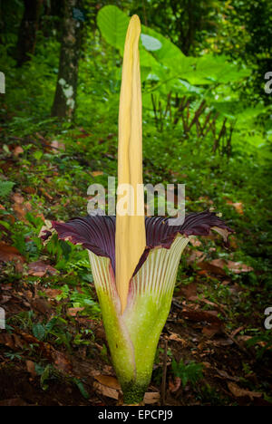 Titan Arum (Amorphophallus titanum) aus Südsumatra blüht in Bogor Botanical Gardens, Bogor, West Java, Indonesien. Stockfoto