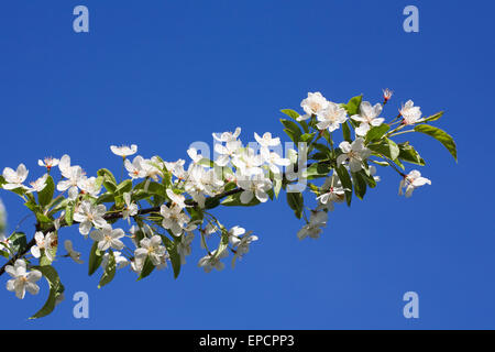 Malus Toringo var. Arborescens. Frühling Blüte vor blauem Himmel. Stockfoto