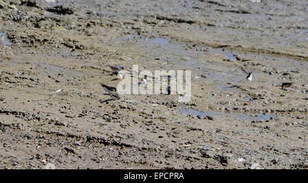 Hamble Southampton Hampshire UK - House Martins Delichon urbica Fütterung des Schlamms am Fluss hamble Stockfoto