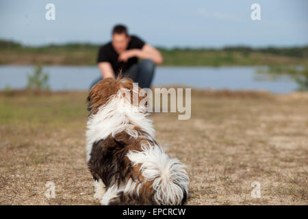 Kleiner Hund hört auf seinen Besitzer Stockfoto