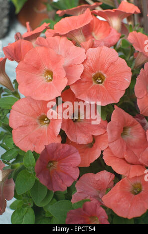 Petunien Blume Closeup mit Blütenblättern in staubigen Farbe orange und gelbe innere und Stempel. Stockfoto