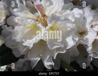 Weiße Rhododendron Blüte Nahaufnahme mit Blütenblättern und Stempel im Mai. Stockfoto