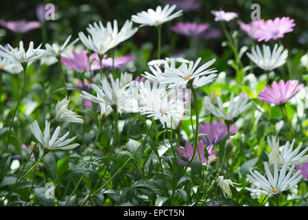 Herbers, South African Daisy, Cape Daisy (Dimorphoteca) Blumen in lila und weiß. Stockfoto