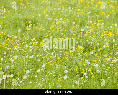 Verschiedene wilde Blumen wachsen in einem Feld des Grases. Stockfoto