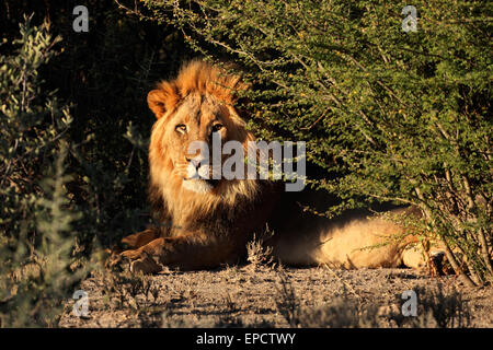 Großen männlichen afrikanischen Löwen (Panthera Leo) im natürlichen Lebensraum, Südafrika Stockfoto