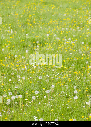 Verschiedene wilde Blumen wachsen in einem Feld des Grases. Stockfoto