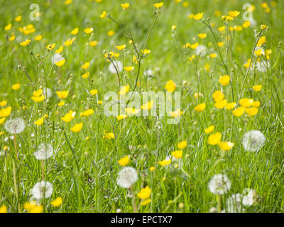 Verschiedene wilde Blumen wachsen in einem Feld des Grases. Stockfoto