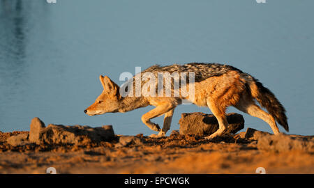 Ein Black-backed Jackal (Canis Mesomelas) stalking, Etosha Nationalpark, Namibia Stockfoto