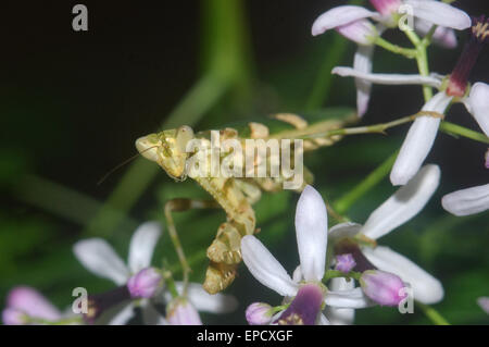 Blume Gottesanbeterin (ähnlich Pseudocreobotra Wahlbergii) auf Blütenstrauch in Tamil Nadu, Südindien Stockfoto