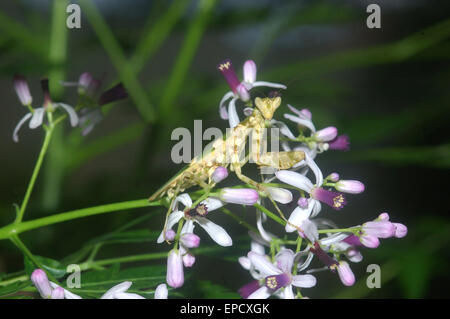Blume Gottesanbeterin (ähnlich Pseudocreobotra Wahlbergii) auf Blütenstrauch in Tamil Nadu, Südindien Stockfoto