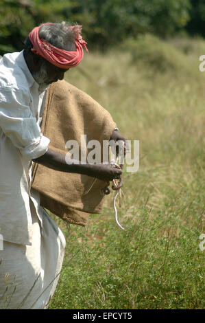 TIRUNELVELI, TAMIL NADU, Indien, 28. Februar 2009: Snake-Catcher mit einer Handvoll junge Vipern am 28. Februar 2009 Stockfoto