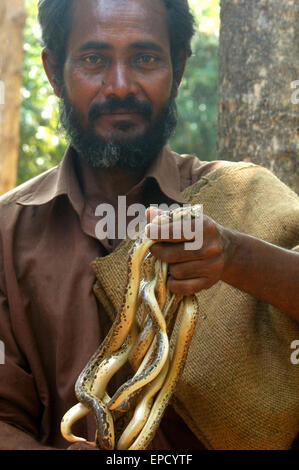TIRUNELVELI, TAMIL NADU, Indien, 28. Februar 2009: Snake-Catcher mit einer Handvoll junge Vipern in Tamil Nadu Stockfoto