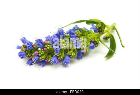 Flora von Gran Canaria - Echium Callithyrsum, blaue Bugloss von Gran Canaria, Blütenstand isoliert auf weiss Stockfoto