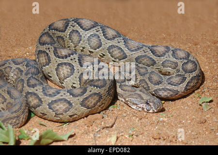 Erwachsenen Russell die Viper, Daboia Russelii, Tamil Nadu, Südindien Stockfoto