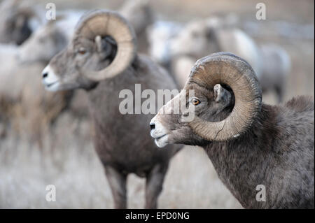 Bighorn Rams Größe einander während des Herbstes Paarung Trott, Western Montana Stockfoto