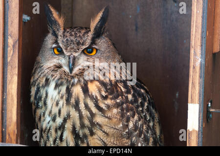 Eurasische Adler-Eule (Bubo Bubo) Stockfoto