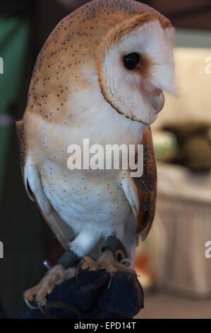 Gemeinsamen Schleiereule (Tyto Alba) Stockfoto