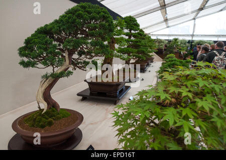 Royal Horticultural Society (RHS) Malvern Frühlingsfest, 9. Mai 2015 Stockfoto