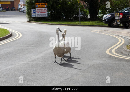 Drei junge schlammig Schwäne (Cygnus Olor) zu Fuß in Linie Stockfoto