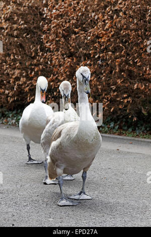 Drei junge schlammig Schwäne (Cygnus Olor) zu Fuß in Linie Stockfoto