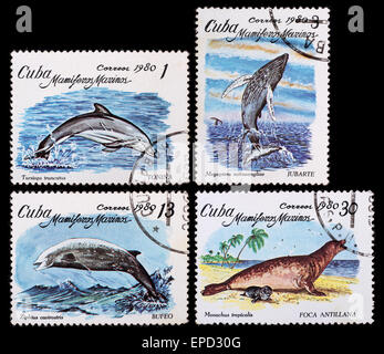 Kuba - circa 1980: eine Briefmarke gedruckt in der Kuba zeigt Bild von Meerestieren, Serie Mamiferos Marinos circa 1980. Stockfoto