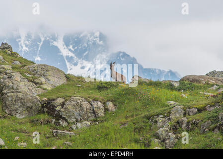 Steinböcke in den Wiesen, Französische Alpen, Frankreich Stockfoto