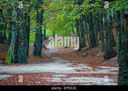 Feldweg in den Wald im Herbst, Monte Cucco NP, Umbrien, Italien Stockfoto