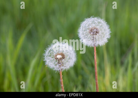 Taraxacum Officinale. Löwenzahn Seedheads. Stockfoto