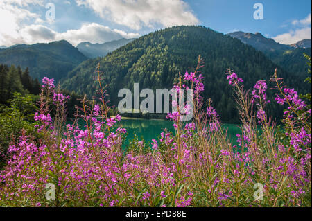 Rosa Blüten am Ufer des Antholzer See, Dolomiten, Trentino, Italien Stockfoto