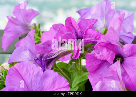 Nahaufnahme der schönen blühenden violetten Blüten im Garten Stockfoto