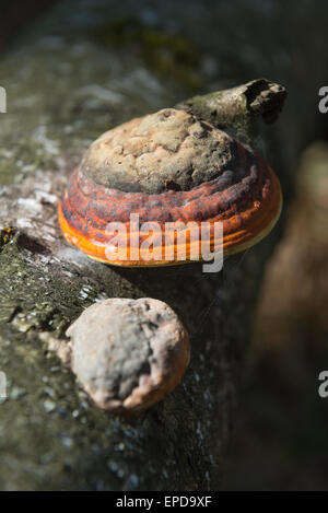 Polypore - ein Pilz Parasit auf Bäumen wachsen Stockfoto