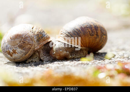 Ein Paar Gartenschnecken (Helix aspera) Stockfoto