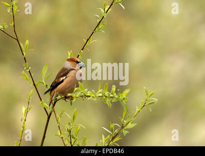 Poland.Spring in May.Male Kernbeißer sitzt auf einem dünnen Zweig (Coccothraustes Coccothraustes) und rechts. Horizontale Ansicht. Stockfoto